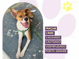 Cachorro raça SRD-ViraLata idade 1 ano nome Bruce