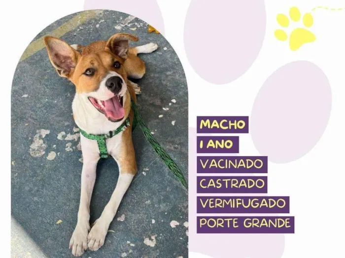 Cachorro ra a SRD-ViraLata idade 1 ano nome Bruce