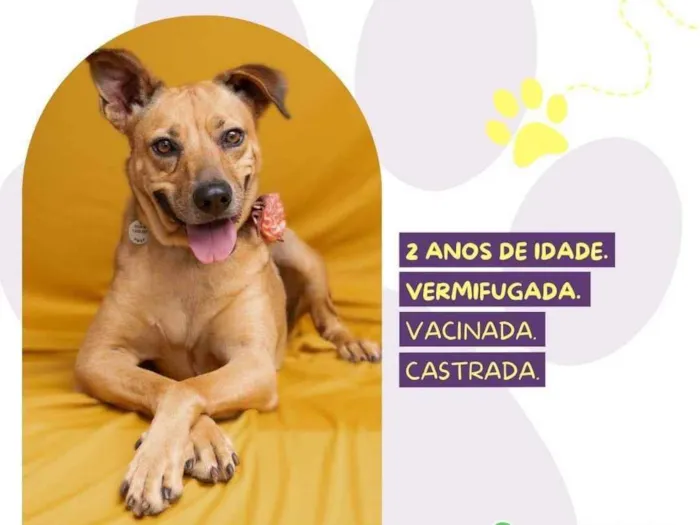 Cachorro ra a SRD-ViraLata idade 2 anos nome Caramela