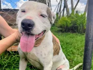 Cachorro raça Pit-Bull idade 2 anos nome Theo 