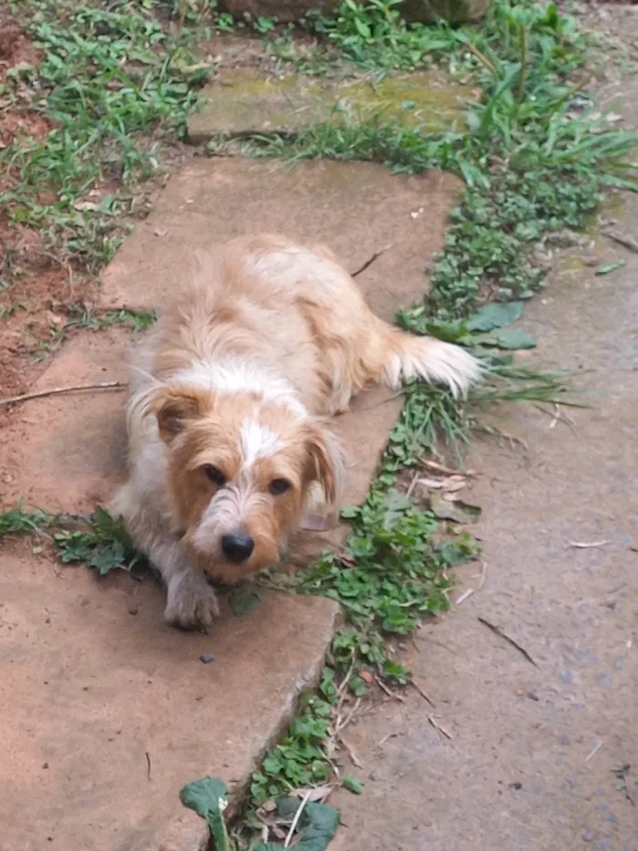 Cachorro ra a SRD-ViraLata idade 2 anos nome Maradona