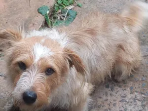 Cachorro raça SRD-ViraLata idade 2 anos nome Maradona