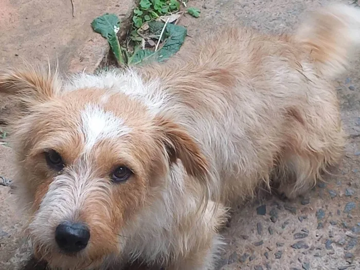 Cachorro ra a SRD-ViraLata idade 2 anos nome Maradona