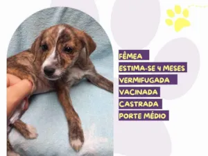 Cachorro raça SRD-ViraLata idade 2 a 6 meses nome Elsa