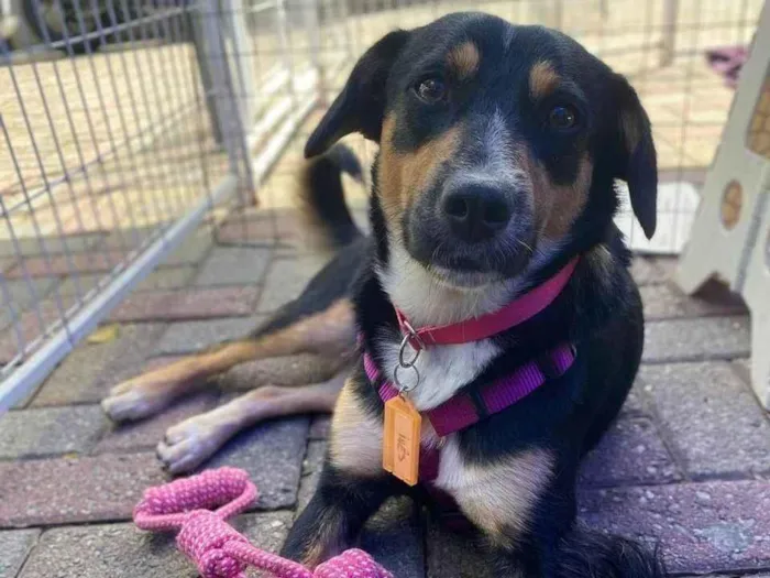 Cachorro ra a SRD-ViraLata idade 2 anos nome Bolinha 