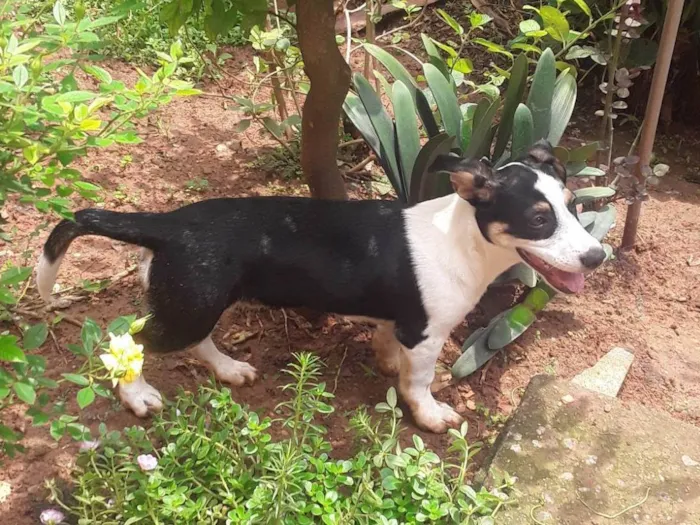 Cachorro ra a SRD-ViraLata idade 2 a 6 meses nome Fofuxu