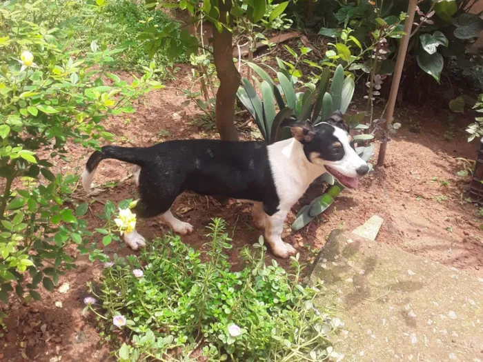 Cachorro ra a SRD-ViraLata idade 2 a 6 meses nome Fofuxu