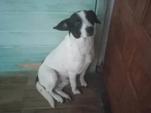 Cachorro raça SRD-ViraLata idade 4 anos nome Pocoyo 