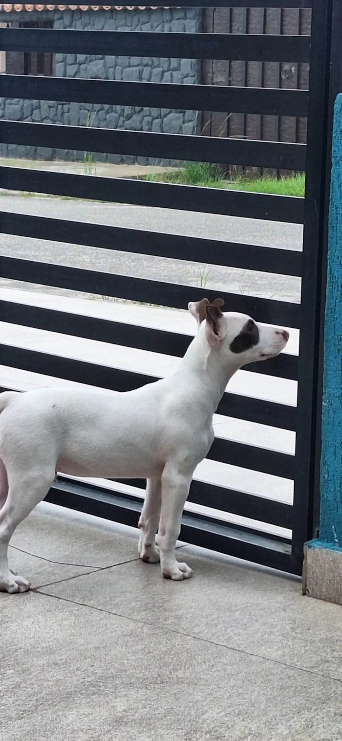 Cachorro ra a Pit-Bull idade 2 a 6 meses nome KAI