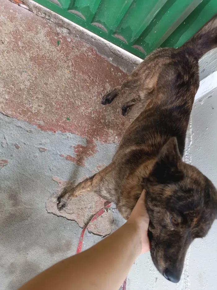 Cachorro ra a Labrador idade 3 anos nome Lua