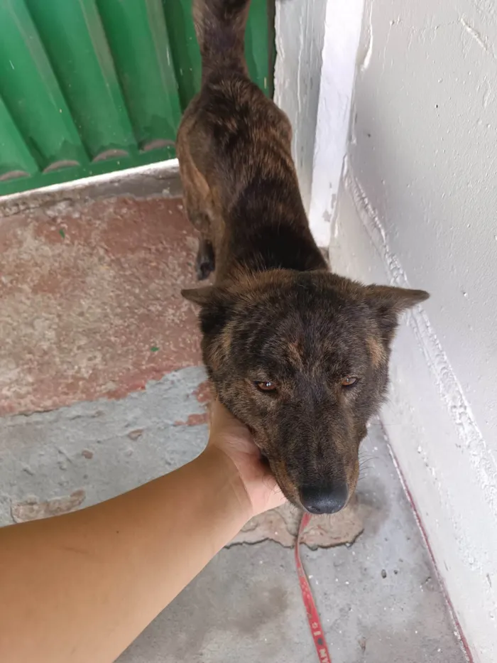 Cachorro ra a Labrador idade 3 anos nome Lua