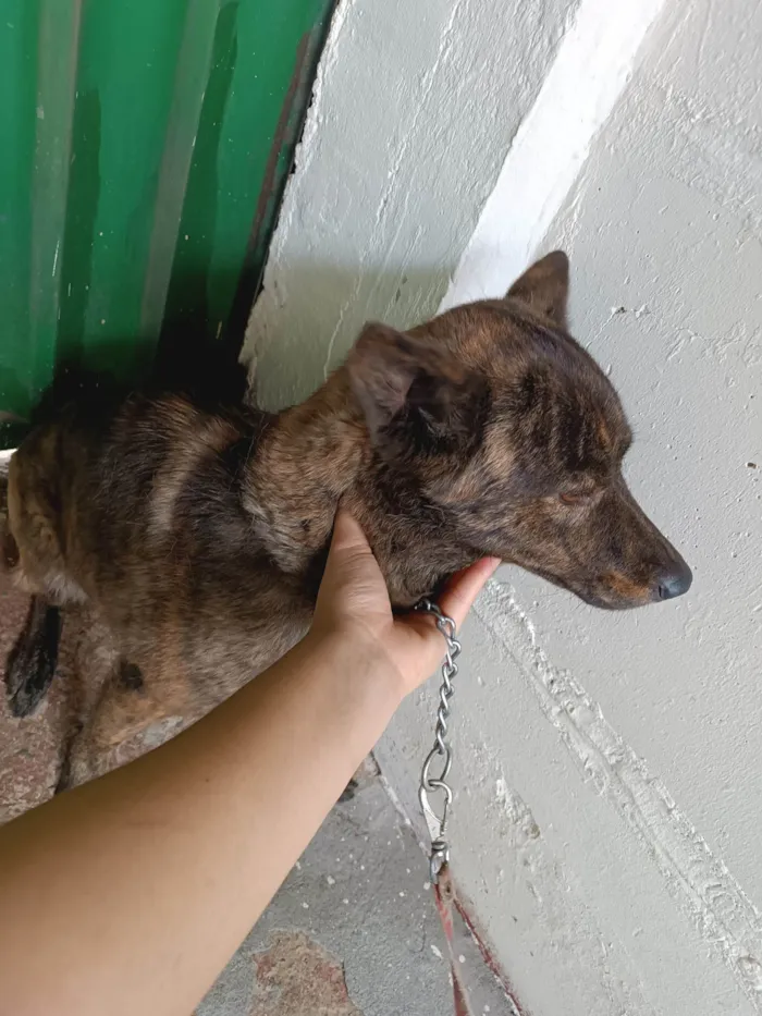 Cachorro ra a Labrador idade 3 anos nome Lua