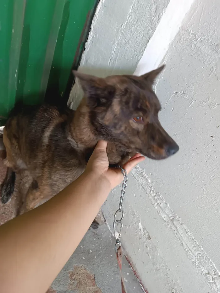 Cachorro ra a Labrador idade 3 anos nome Lua