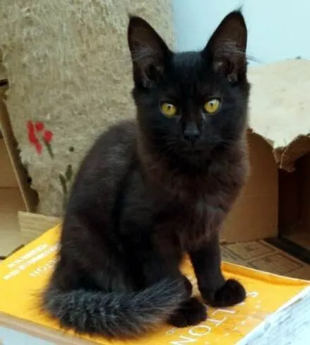 Gato ra a SRD-ViraLata idade 2 a 6 meses nome PIO BLACK