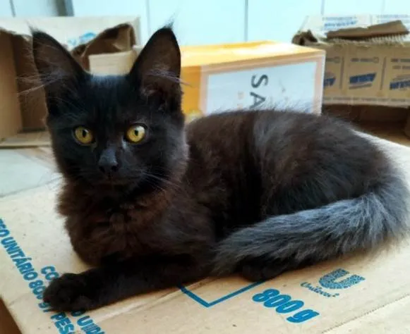 Gato ra a SRD-ViraLata idade 2 a 6 meses nome PIO BLACK