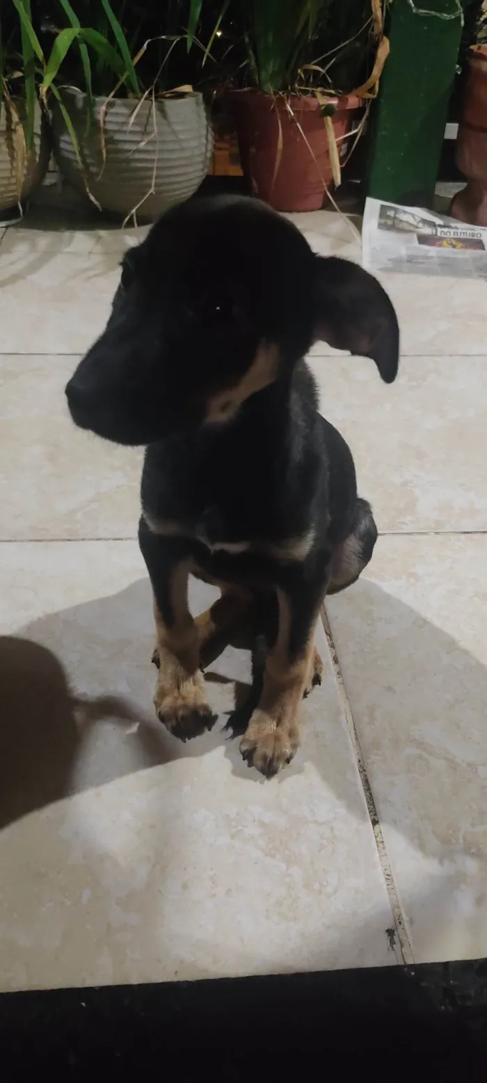 Cachorro ra a SRD-ViraLata idade 2 a 6 meses nome Mole