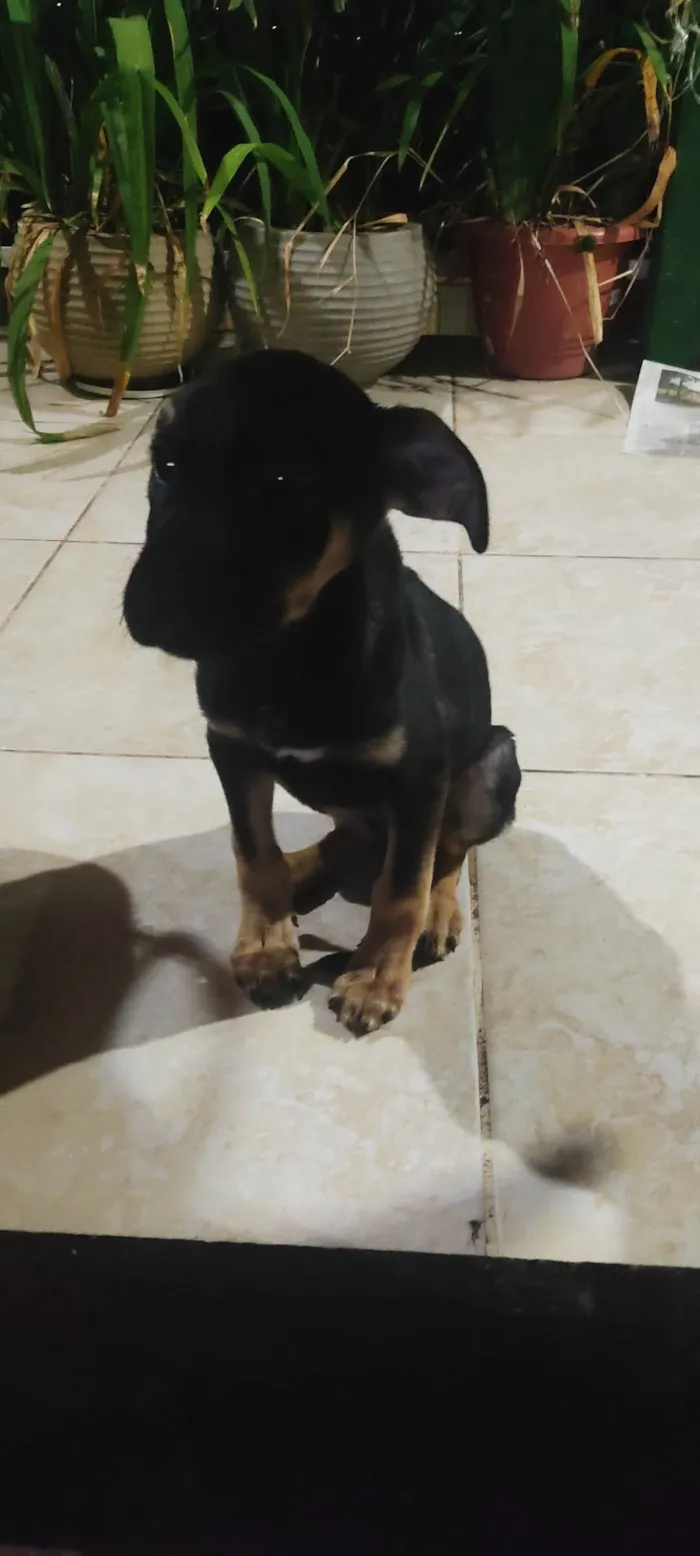 Cachorro ra a SRD-ViraLata idade 2 a 6 meses nome Mole