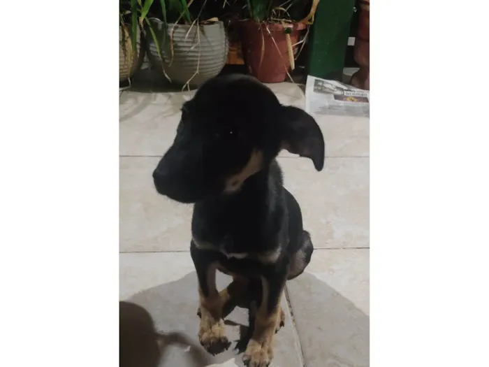 Cachorro ra a SRD-ViraLata idade 2 a 6 meses nome Mole