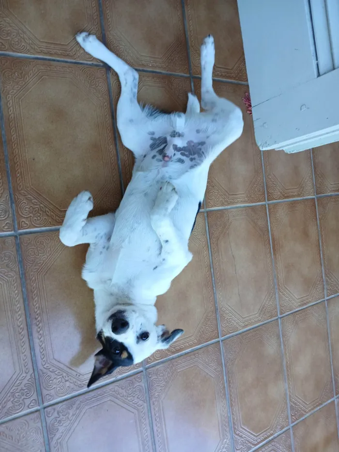 Cachorro ra a SRD-ViraLata idade 7 a 11 meses nome Billy