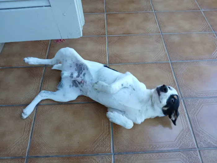 Cachorro ra a SRD-ViraLata idade 7 a 11 meses nome Billy