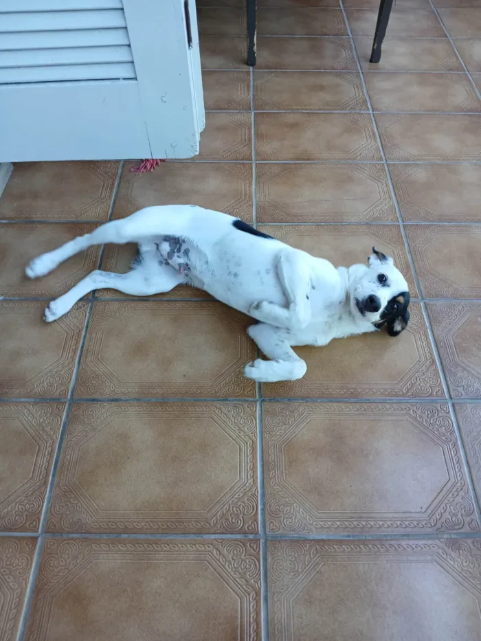 Cachorro ra a SRD-ViraLata idade 7 a 11 meses nome Billy