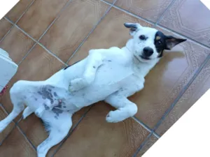 Cachorro raça SRD-ViraLata idade 7 a 11 meses nome Billy