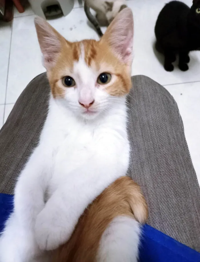 Gato ra a SRD-ViraLata idade 2 a 6 meses nome CHICO LELO