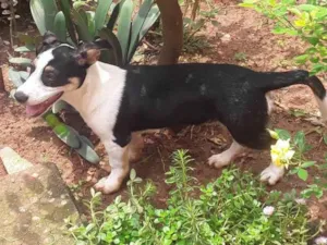 Cachorro raça SRD-ViraLata idade 2 a 6 meses nome Fofuxu