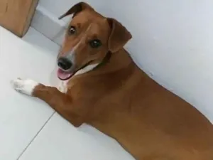 Cachorro raça SRD-ViraLata idade 2 anos nome Pingo 