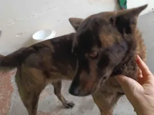 Cachorro raça Labrador idade 3 anos nome Lua