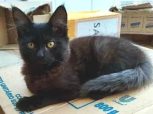 Gato raça SRD-ViraLata idade 2 a 6 meses nome PIO BLACK