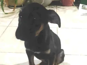 Cachorro raça SRD-ViraLata idade 2 a 6 meses nome Mole