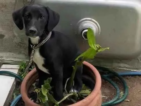 Cachorro ra a SRD-ViraLata idade 2 a 6 meses nome Latrel