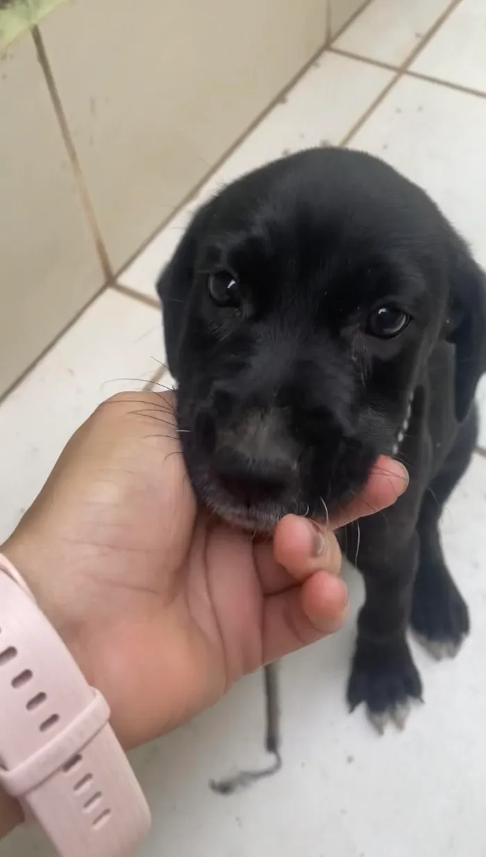 Cachorro ra a SRD-ViraLata idade 2 a 6 meses nome Latrel