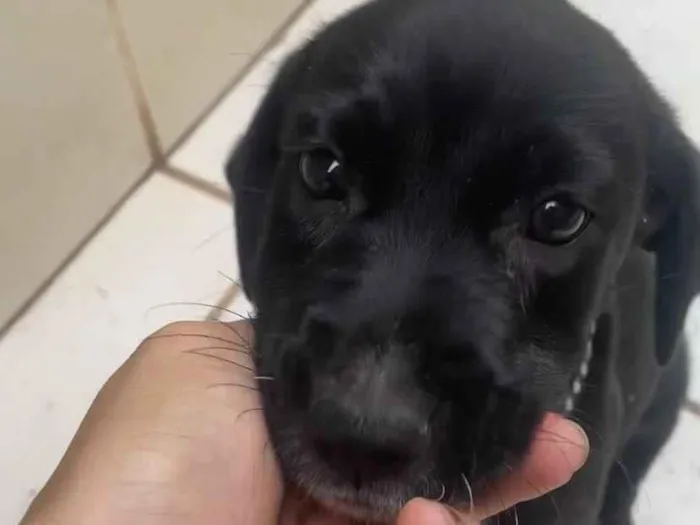 Cachorro ra a SRD-ViraLata idade 2 a 6 meses nome Latrel