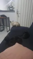 Gatinhos