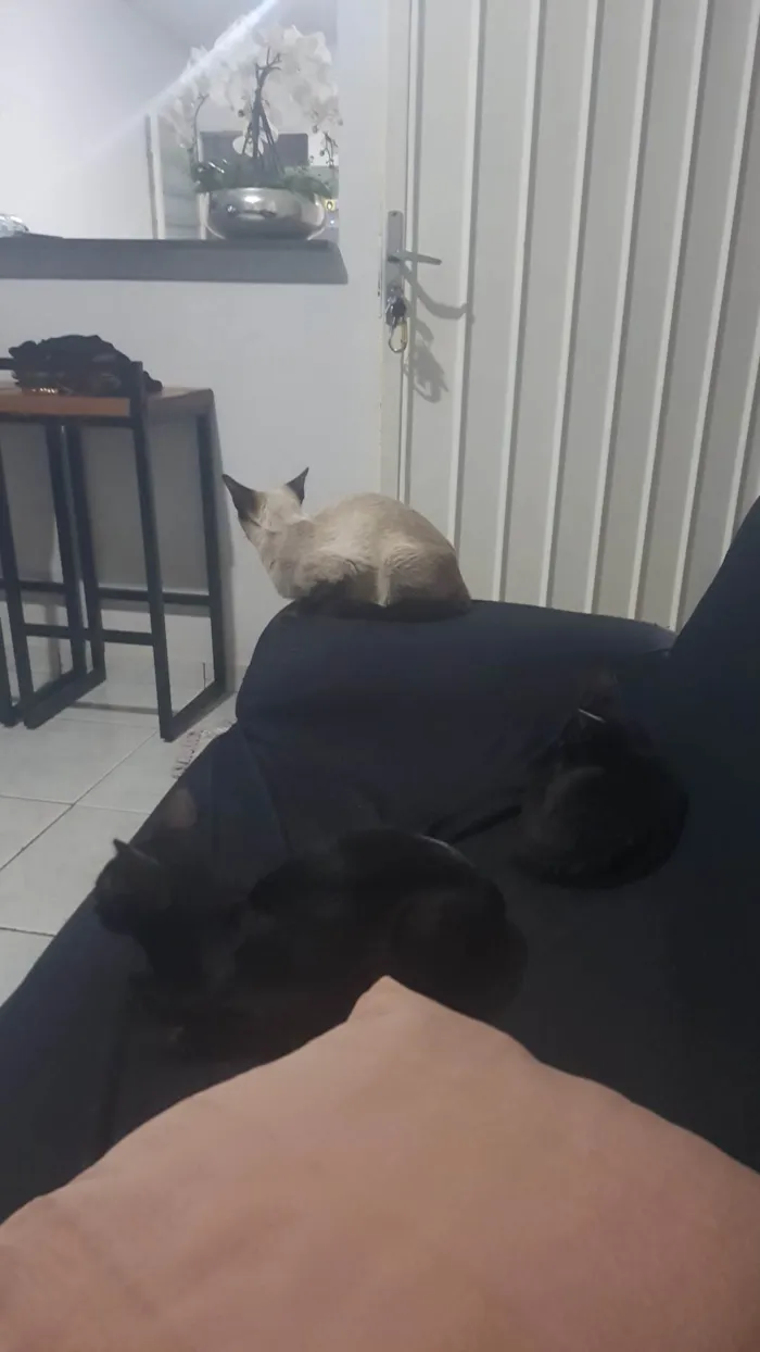 Gato ra a Siamês idade Abaixo de 2 meses nome Gatinhos