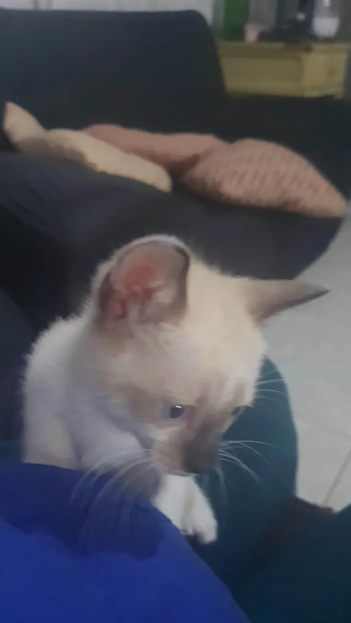 Gato ra a Siamês idade Abaixo de 2 meses nome Gatinhos