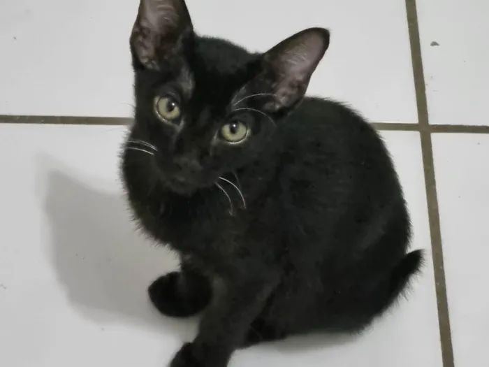 Gato ra a SRD-ViraLata idade 2 a 6 meses nome Marquinhos