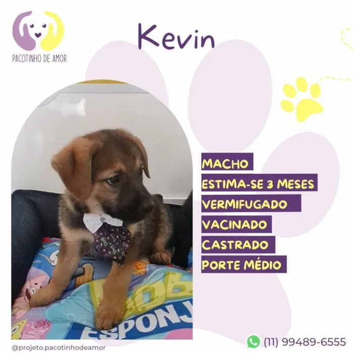 Cachorro ra a SRD-ViraLata idade 2 a 6 meses nome Kevin