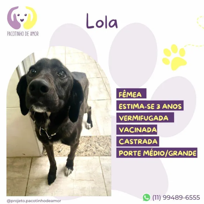 Cachorro ra a SRD-ViraLata idade 3 anos nome Lola