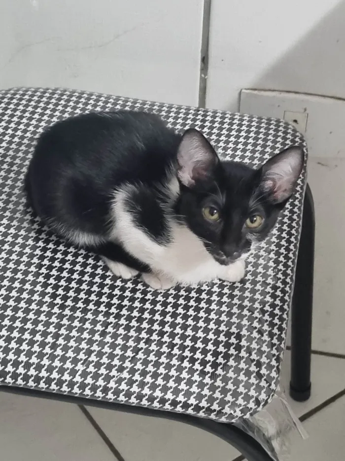 Gato ra a SRD-ViraLata idade 2 a 6 meses nome Renatinha