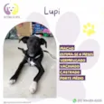 Lupi