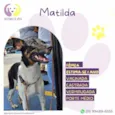 Matilda