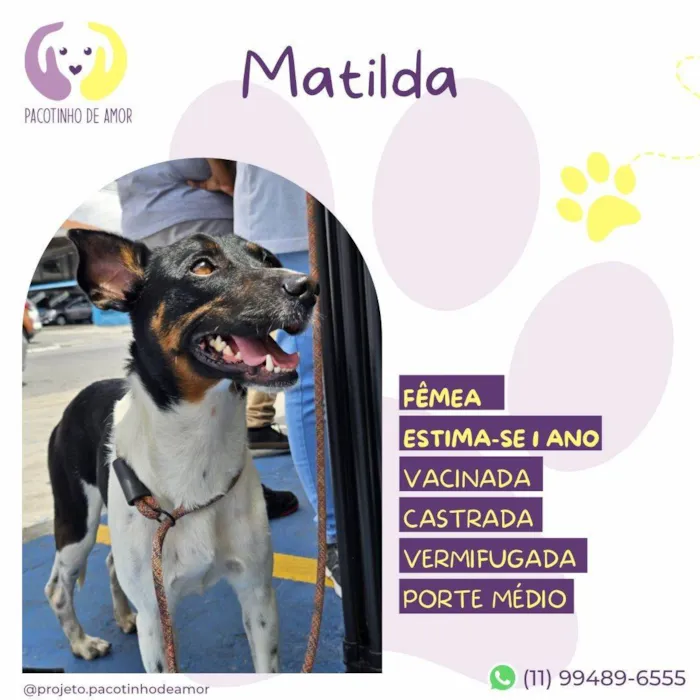 Cachorro ra a SRD-ViraLata idade 1 ano nome Matilda