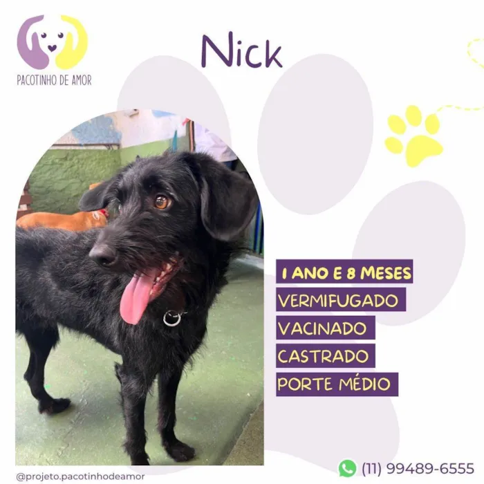 Cachorro ra a SRD-ViraLata idade 1 ano nome Nick