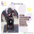 Pantera