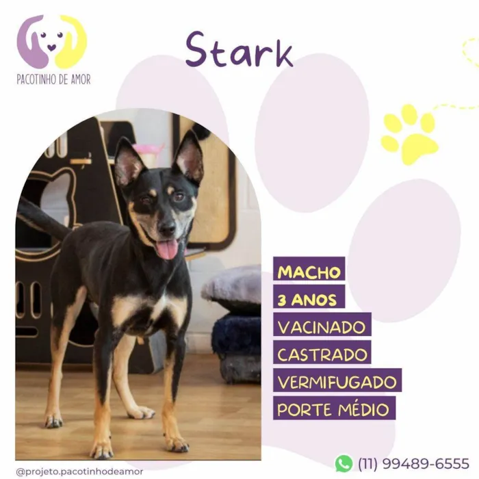 Cachorro ra a SRD-ViraLata idade 3 anos nome Stark