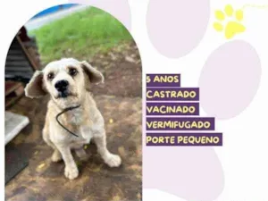 Cachorro raça SRD-ViraLata idade 5 anos nome Popeye