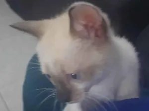 Gato raça Siamês idade Abaixo de 2 meses nome Gatinhos